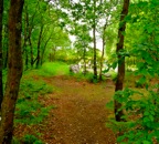 Brocéliande 2 -  11